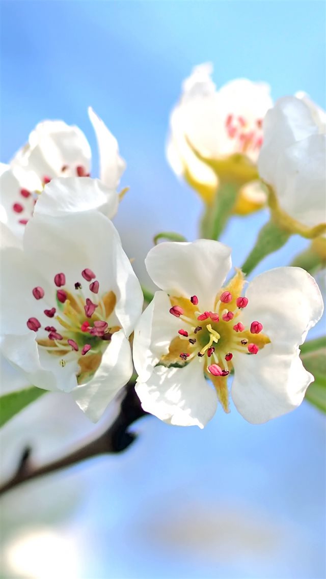 Flowers Branch Blossom Apple Tree iPhone 8 wallpaper 