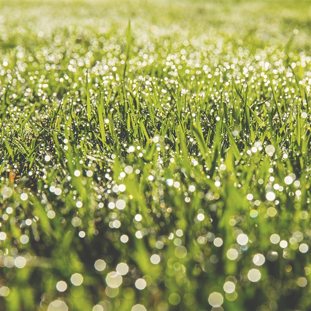 Lawn Green Spring Bokeh Light iPad wallpaper 