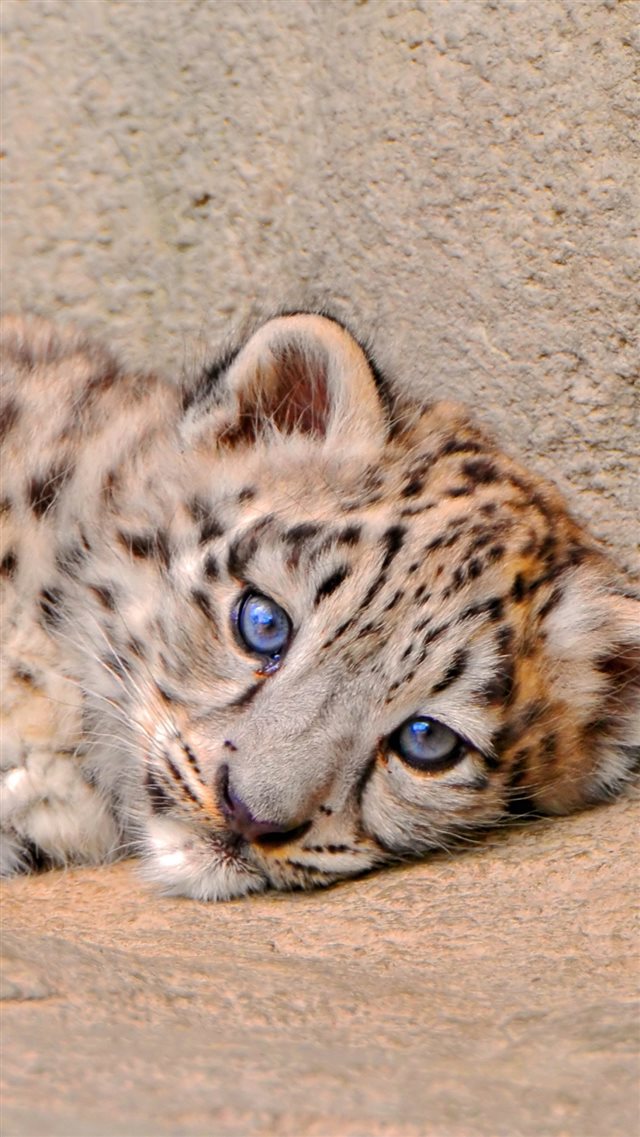 Snow Leopard Cub Lie Look Sadness iPhone 8 wallpaper 