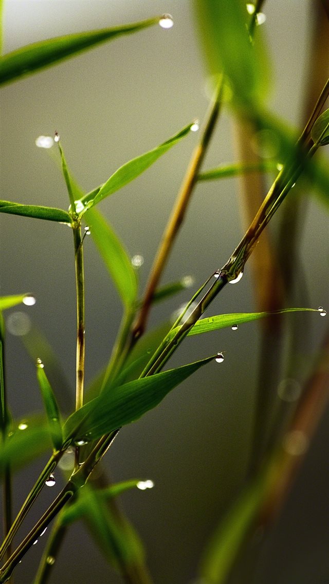 Slim Grass Leaf Dew Close Up iPhone 8 wallpaper 