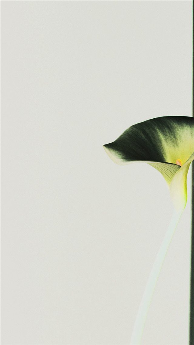 Lily Flower Minimal Simple Green Nature Inverted iPhone 8 wallpaper 