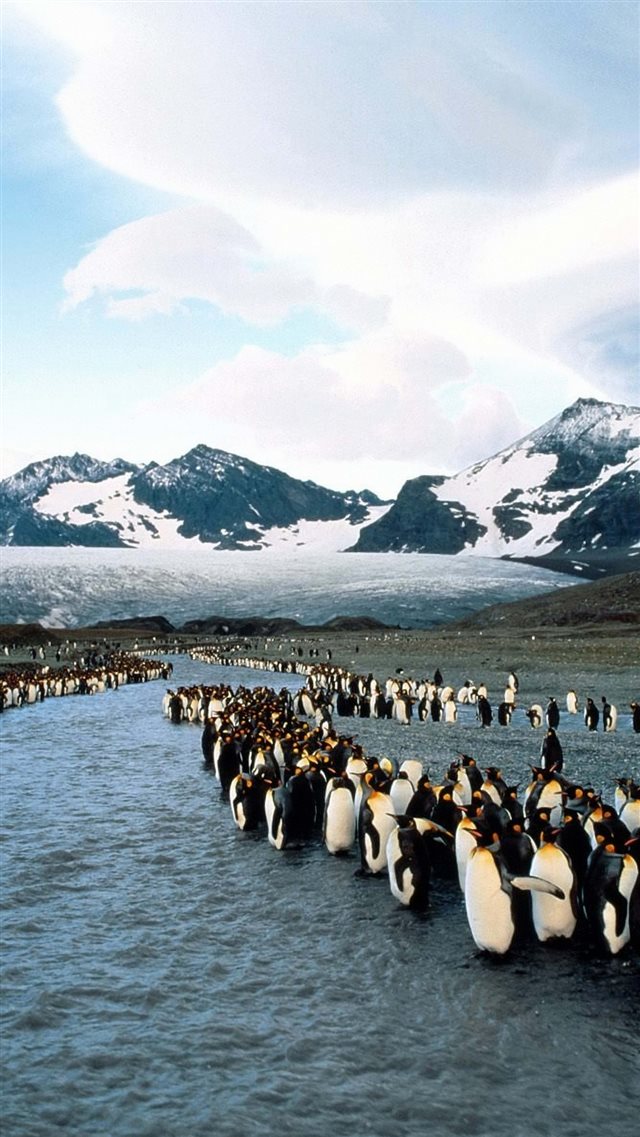 Penguins North Mountains Flock Colony iPhone 8 wallpaper 