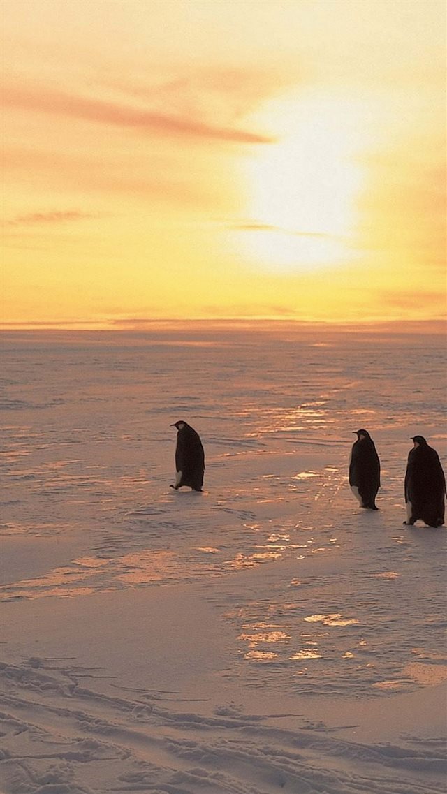 Penguins North Sunrise Winter Ice Snow iPhone 8 wallpaper 