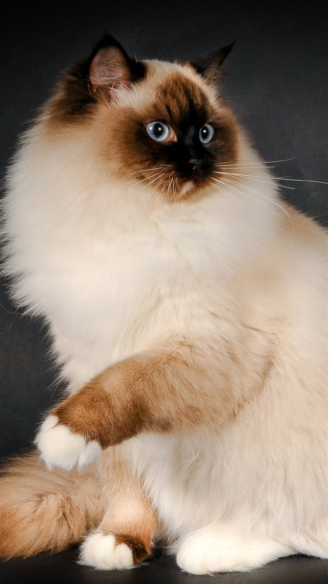 Ragdoll Cat Breed Color Fluffy iPhone 8 wallpaper 