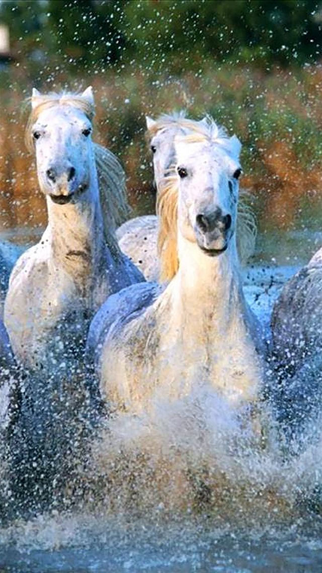 Camargue Horses Running Water Splashing iPhone 8 wallpaper 