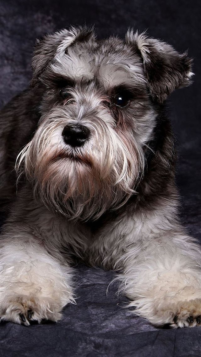 Miniature Schnauzer Cute Dog Animal iPhone 8 wallpaper 