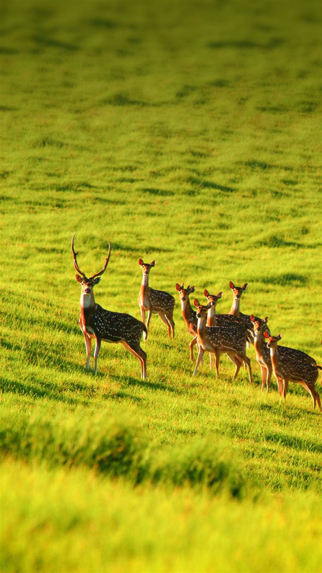 Elk Animals Wild Grass Land iPhone 8 wallpaper 