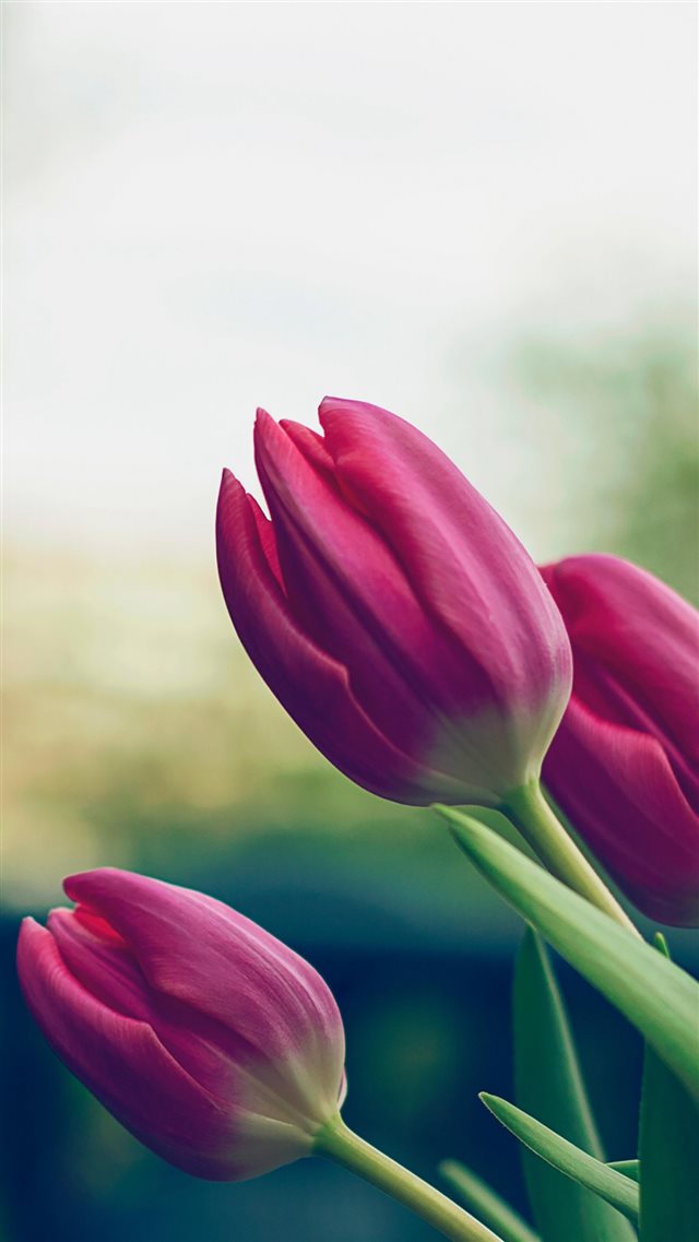 Tulip Pure Beautiful Blur Lanscape iPhone 8 wallpaper 