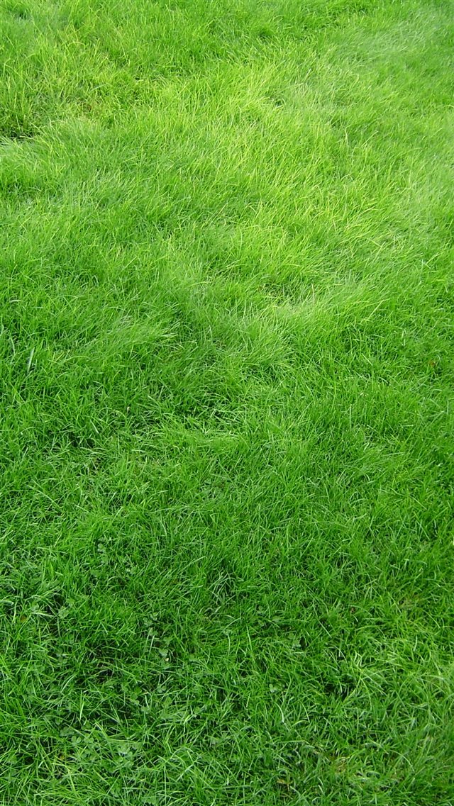 Texture Grass Field Green iPhone 8 wallpaper 