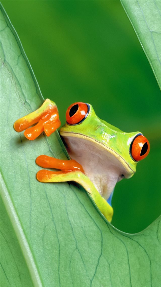 Curious Tree Frog Funny iPhone 8 wallpaper 