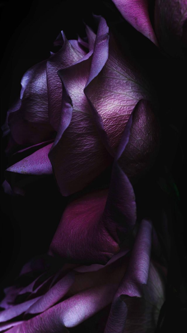 Pure Elegant Rose Flower Macro iPhone 8 wallpaper 
