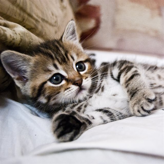 Kitten Lying Striped Small Cute iPad wallpaper 