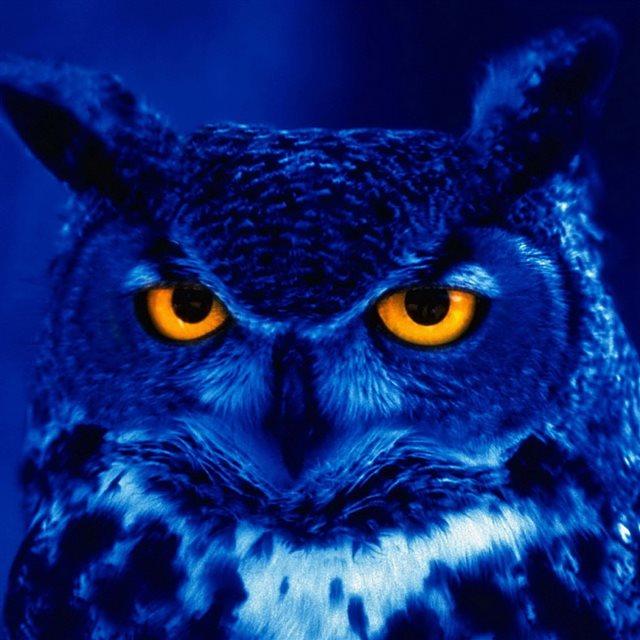 Owl Predator Bird Night Yellow Eyes iPad wallpaper 