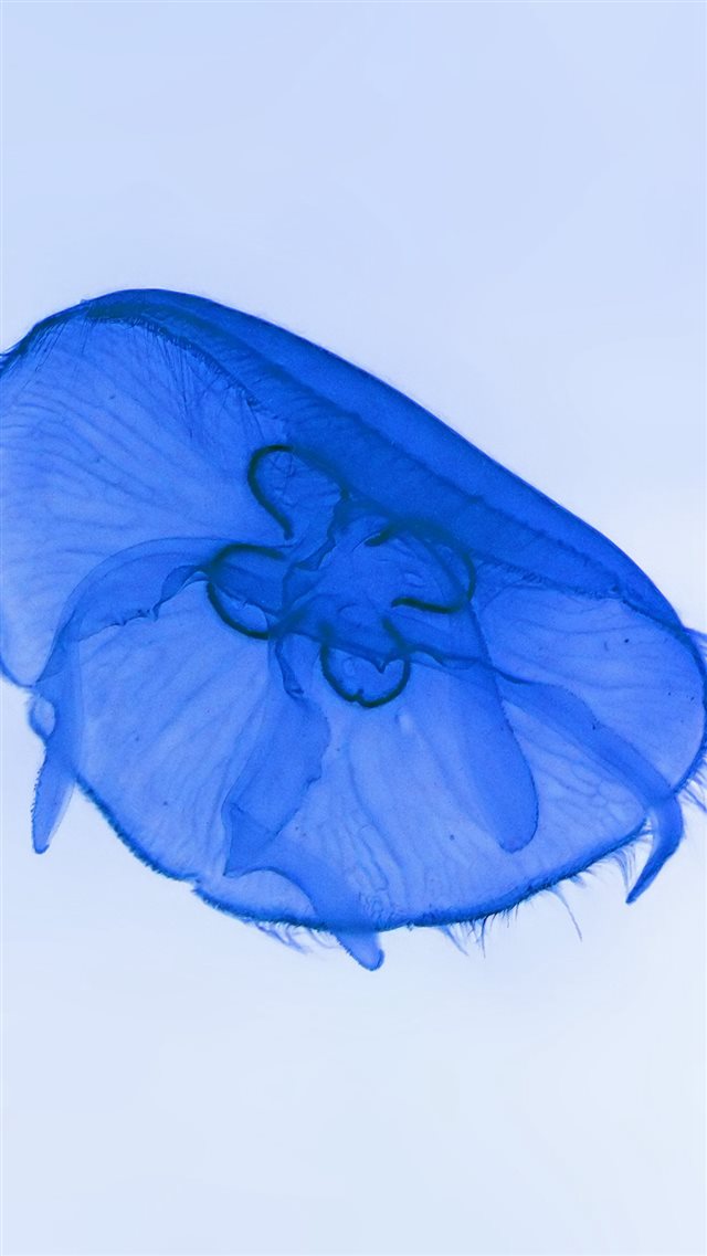 Deep Ocean Life Jellyfish Blue White Nature iPhone 8 wallpaper 
