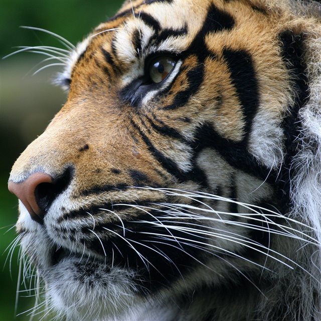 Tiger Face Predator Whiskers iPad wallpaper 