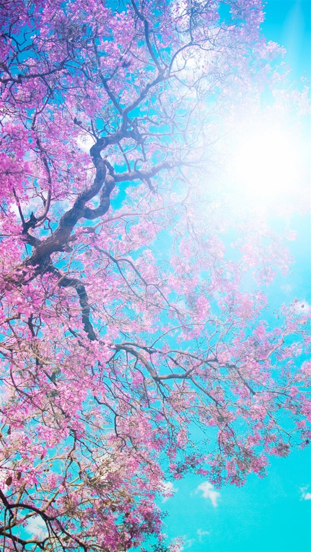 Tree Sun Blue Lilac Krone Spring Flowering From Below Light iPhone 8 wallpaper 
