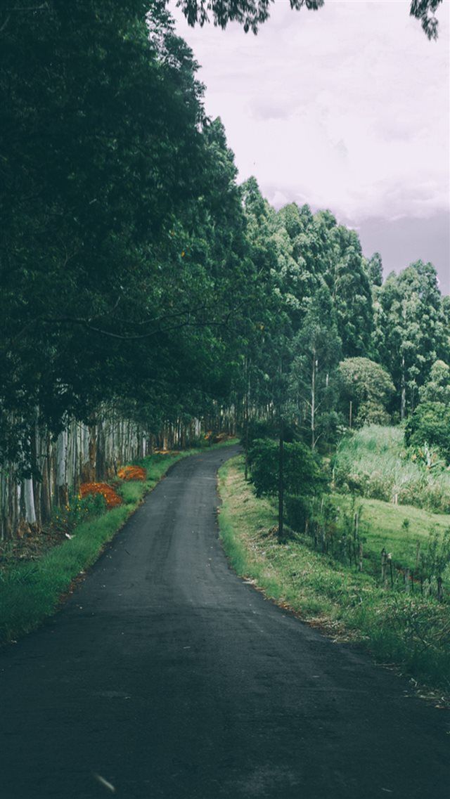 Narrow Country Road Green Trees iPhone 8 wallpaper 