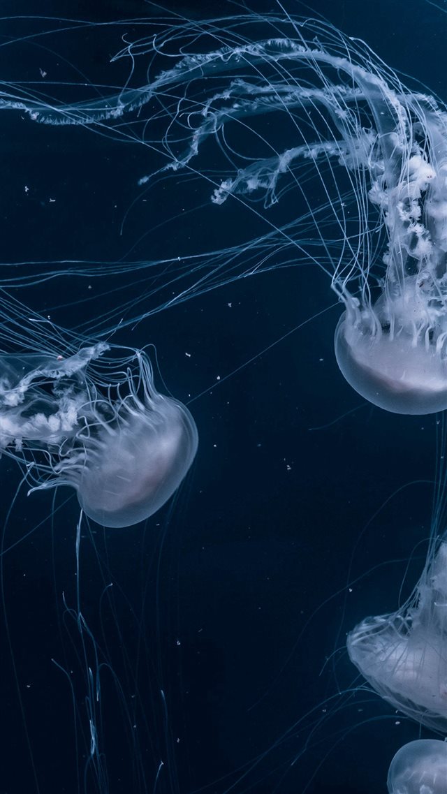 Animal Ghostfish Sea Ocean Nature iPhone 8 wallpaper 