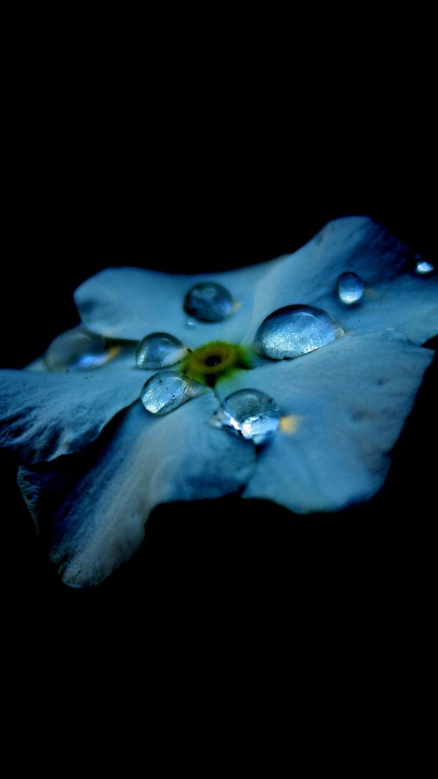 Flower Blue Dark Minimal Nature iPhone 8 wallpaper 