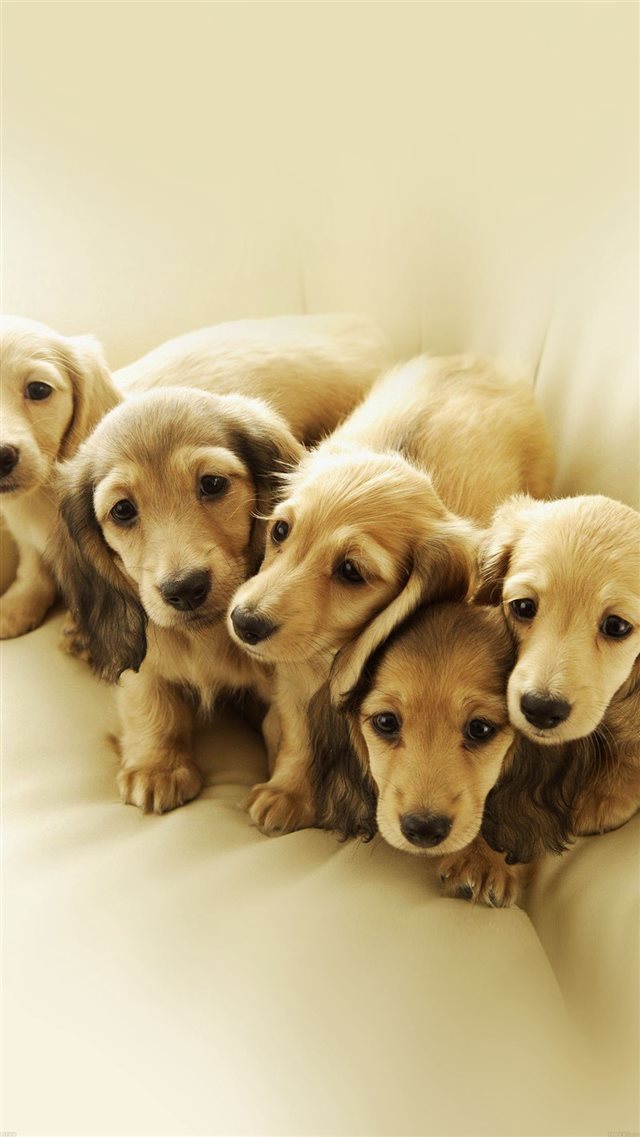 Puppy Retriever Family Animal iPhone 8 wallpaper 