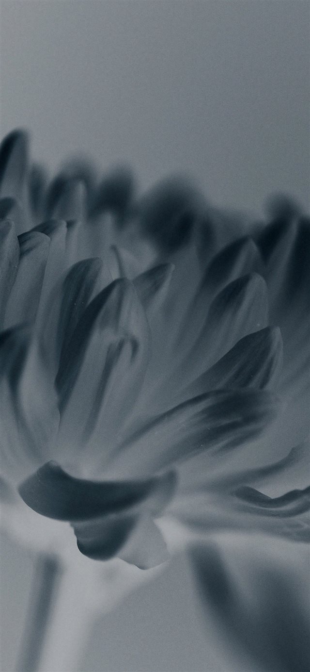 Silk Flower Blue Mutant Nature iPhone X wallpaper 