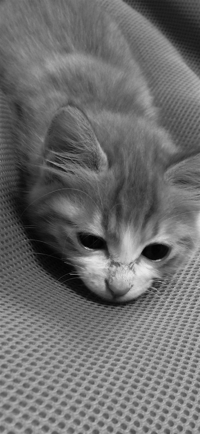 Cute Cat Pet Animal Dark Bed At Ease iPhone X wallpaper 