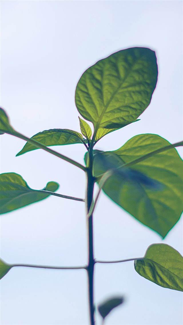 Flower Leaf Green Simple Minimal Nature iPhone 8 wallpaper 