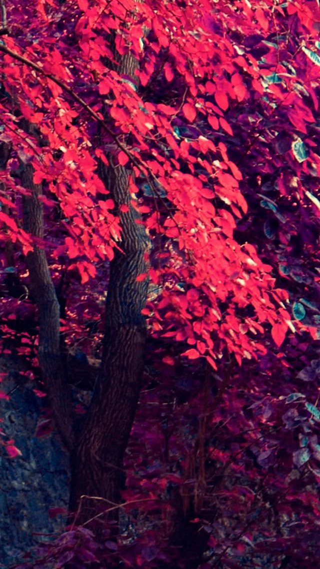 Red Maple Tree iPhone 8 wallpaper 