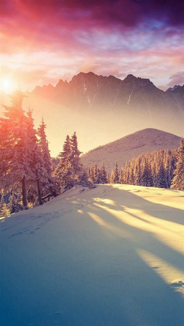 Sun Shining Through Winter Pine Trees iPhone 8 wallpaper 