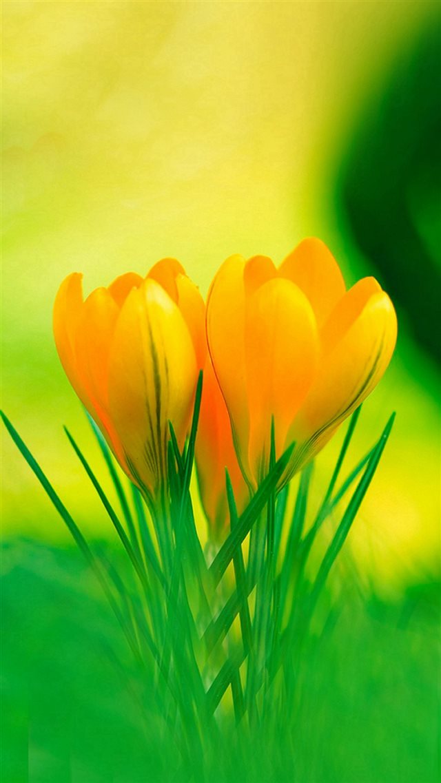 Yellow Lily Flowers Spring iPhone 8 wallpaper 