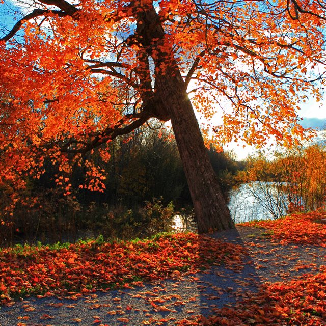 Autumn Park River Shop Landscape iPad Pro wallpaper 