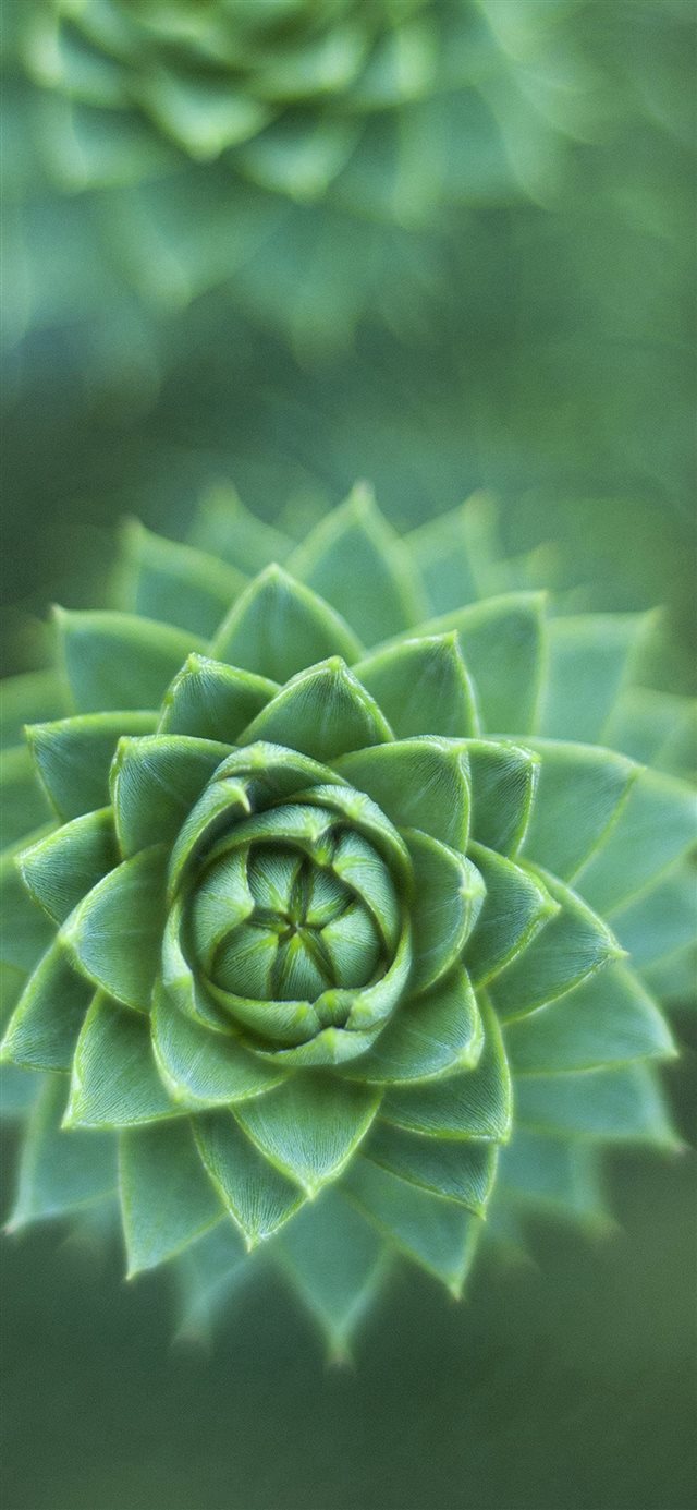 Fleshy Flower Green Nature iPhone X wallpaper 