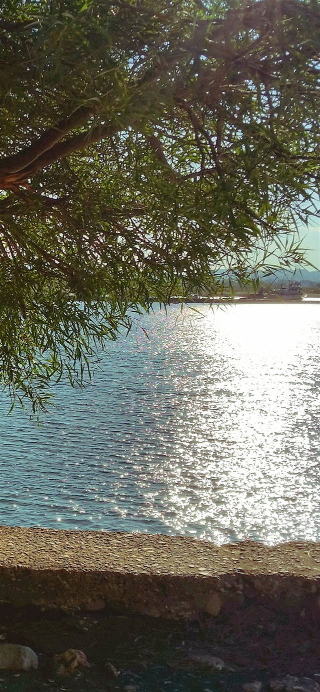 Summer Lake View Tree Sunshine Nature iPhone X wallpaper 