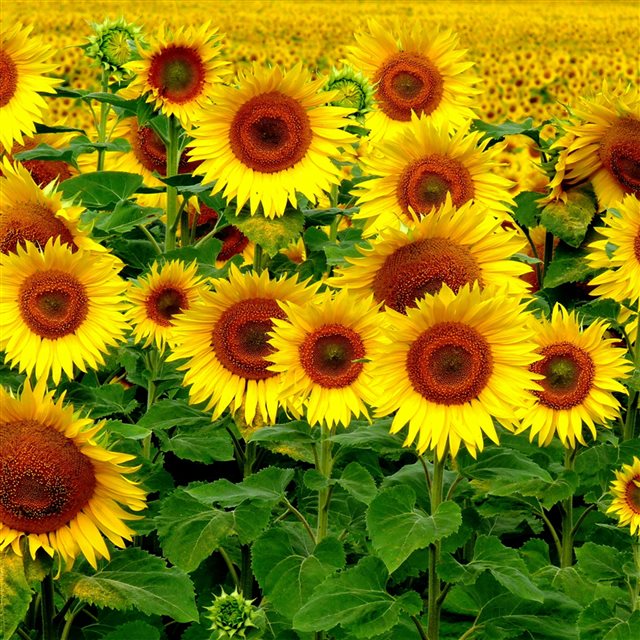 Field Sunflowers Landscape iPad Pro wallpaper 