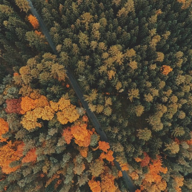 Forest Trees Top View iPad Pro wallpaper 