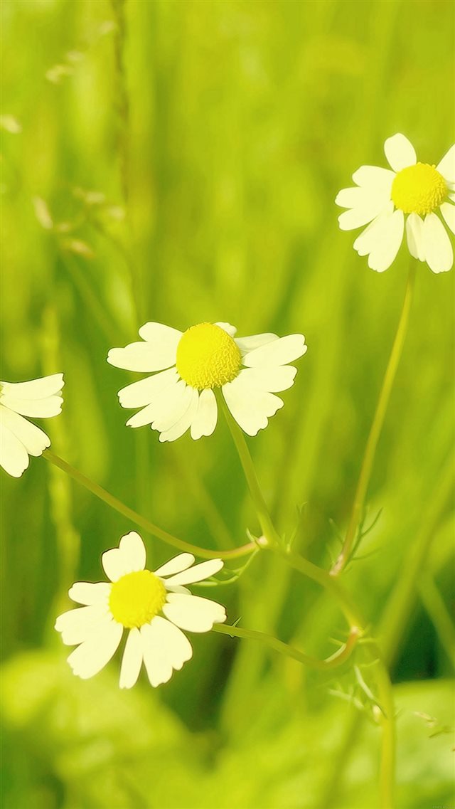 Spring Flower White Grass Nature iPhone 8 wallpaper 