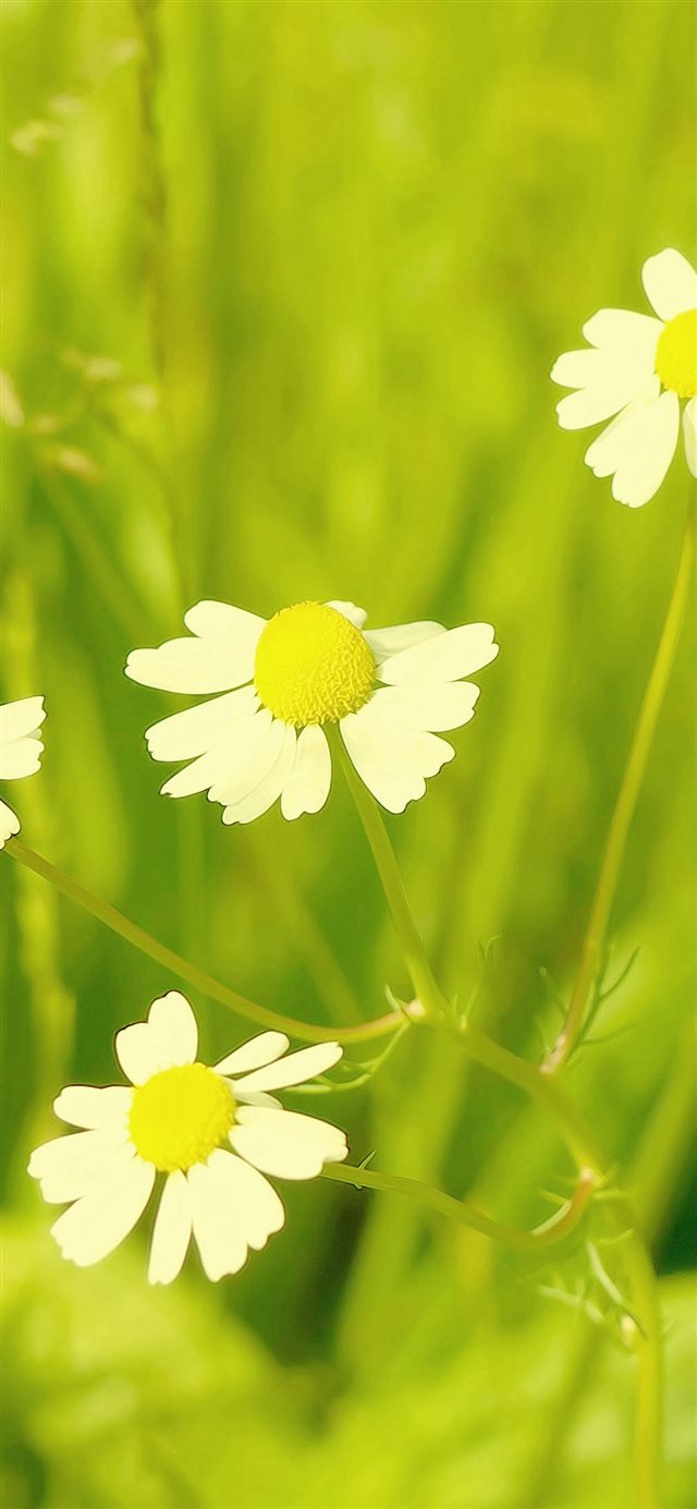 Spring Flower White Grass Nature iPhone X wallpaper 