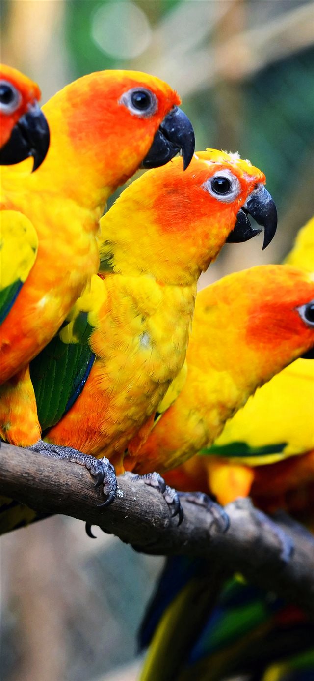 Mocking Bird Family Nature Art iPhone X wallpaper 
