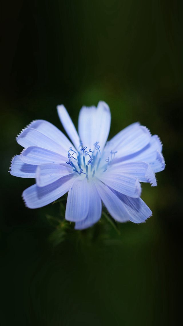Flower Blue Spring New Life Nature Dark iPhone 8 wallpaper 