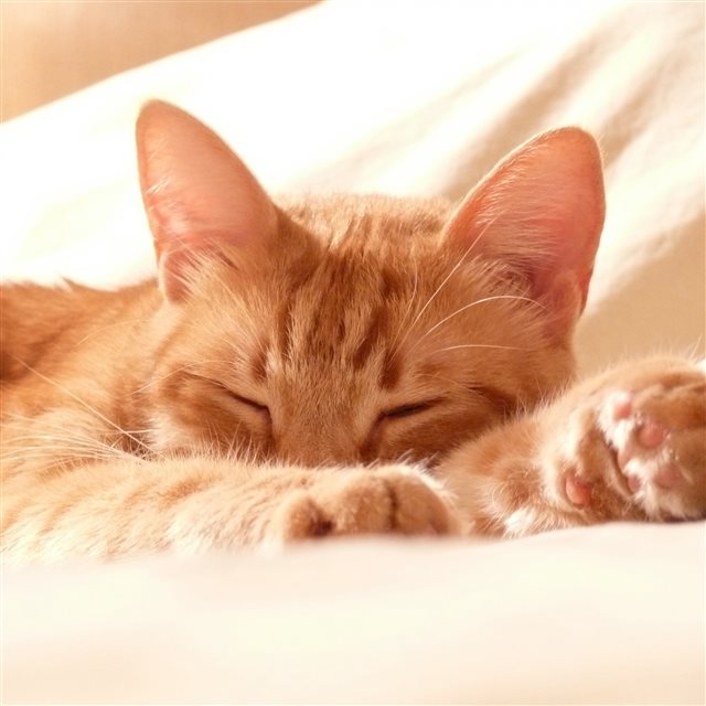 Cat Muzzle Paws Sleep iPad Pro wallpaper 