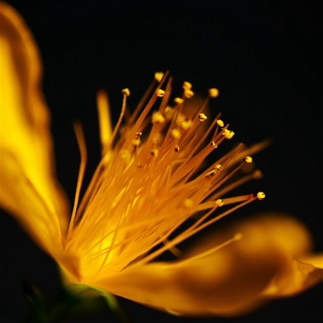 Bloomy Flower Macro Petals iPad Pro wallpaper 