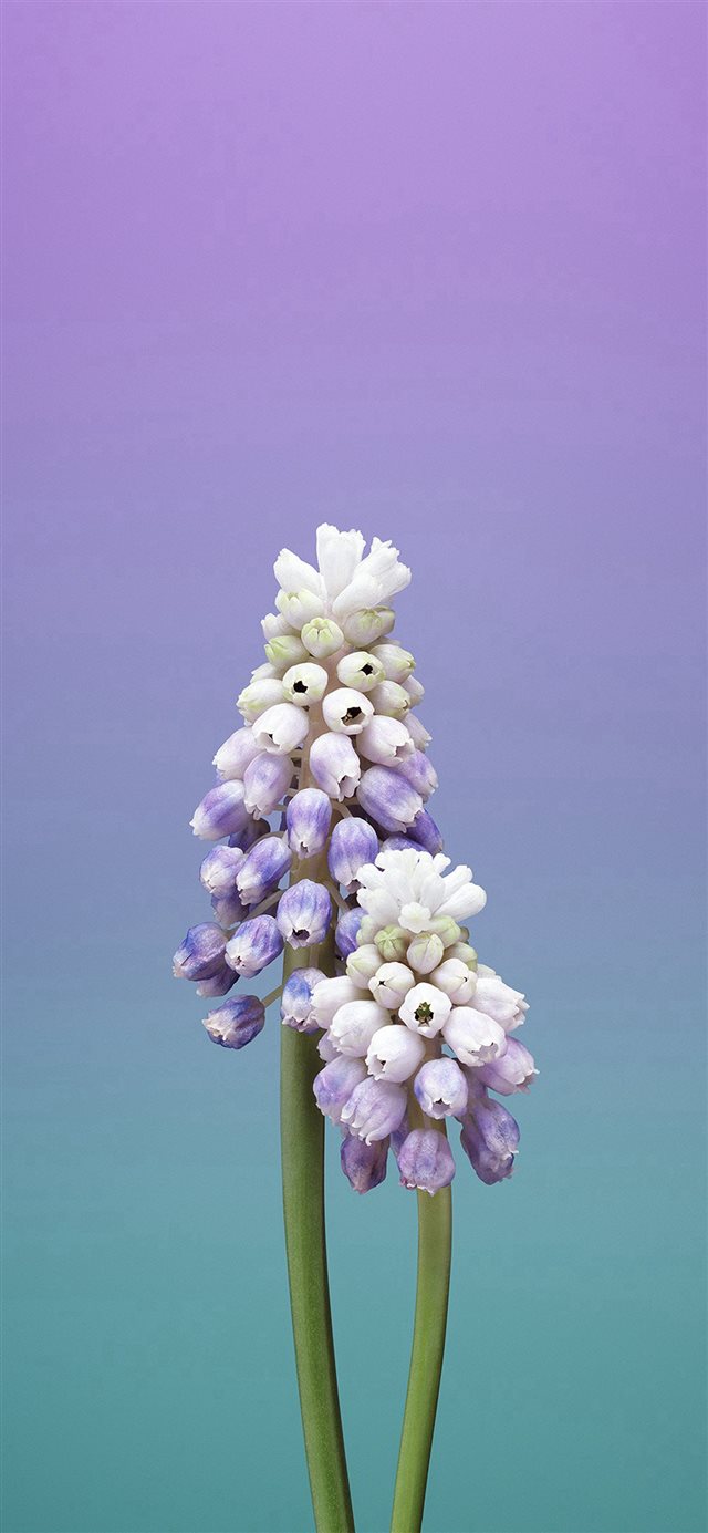 Flower Gradation Purple Green Apple Illustration Art iPhone X wallpaper 