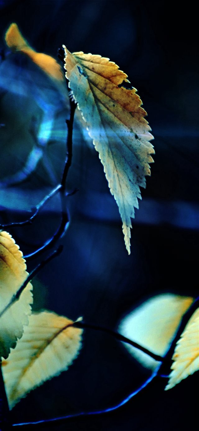 Fall Tree Flower Leaf Sorrow iPhone X wallpaper 