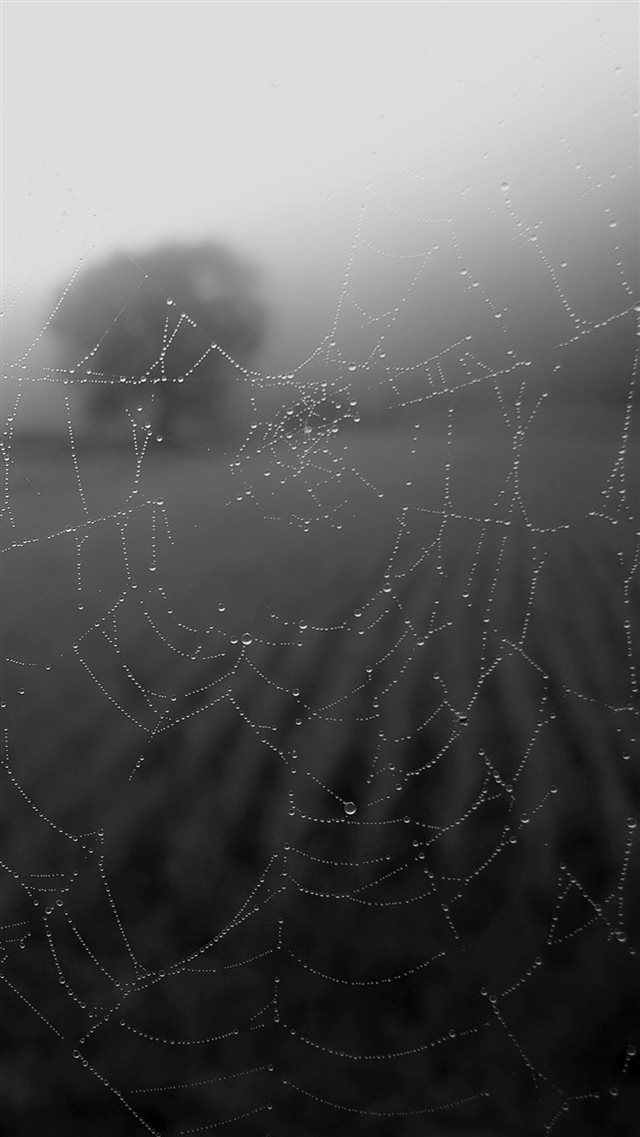 Morning Dew Spider Web Rain Water Nature Bw Dark iPhone 8 wallpaper 