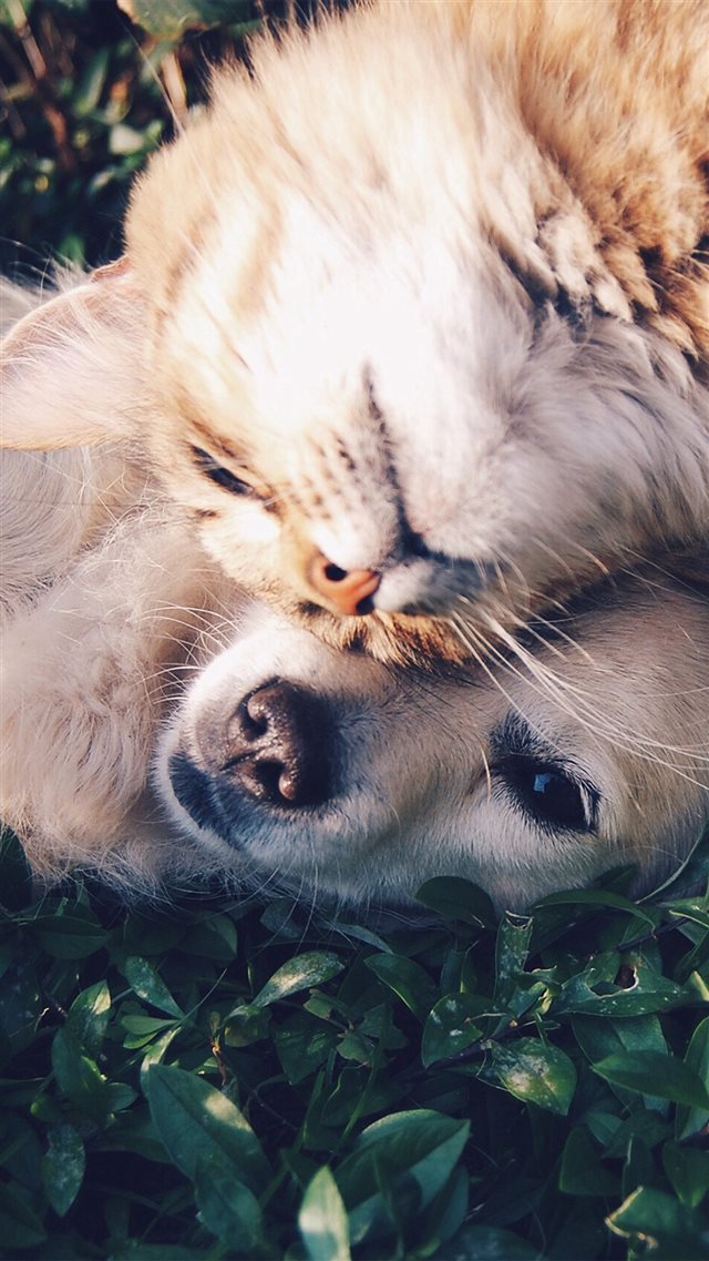 Cat And Dog Animal Love Nature Pure iPhone 8 wallpaper 