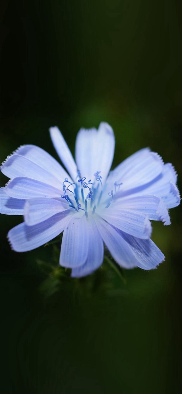 Flower Blue Spring New Llife Nature Dark iPhone X wallpaper 