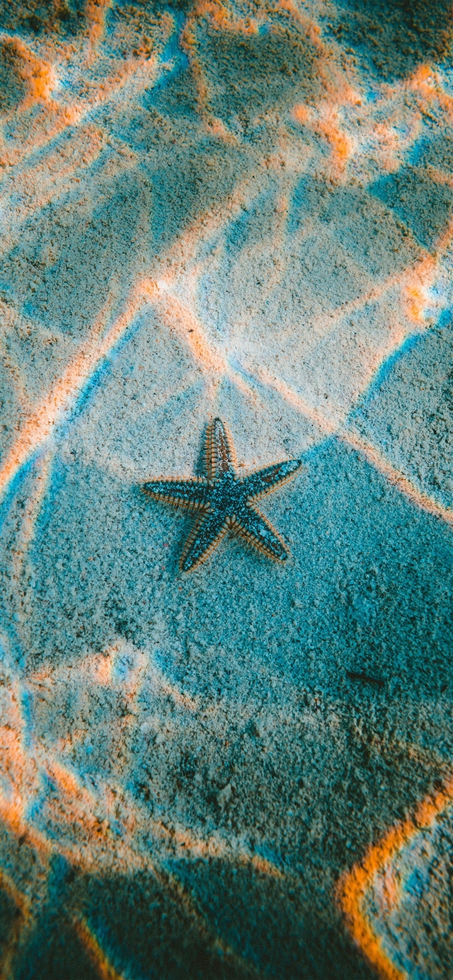 starfish sea beach iPhone X wallpaper 