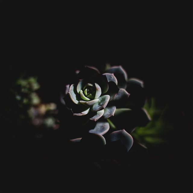 Flower Dark Green Nature iPad Pro wallpaper 