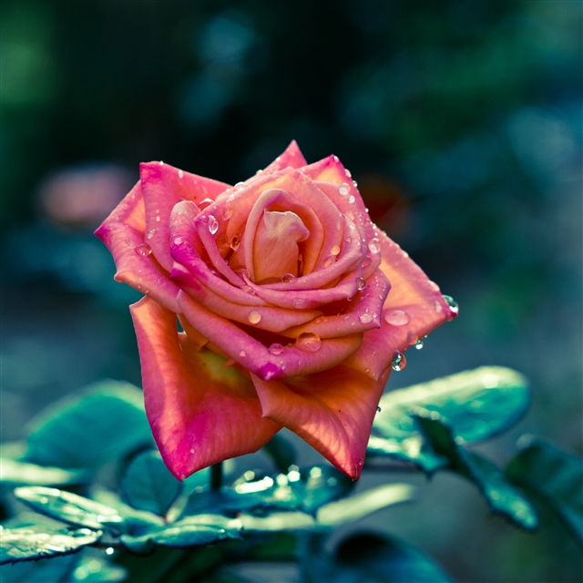 Rose flower bud iPad Pro wallpaper 