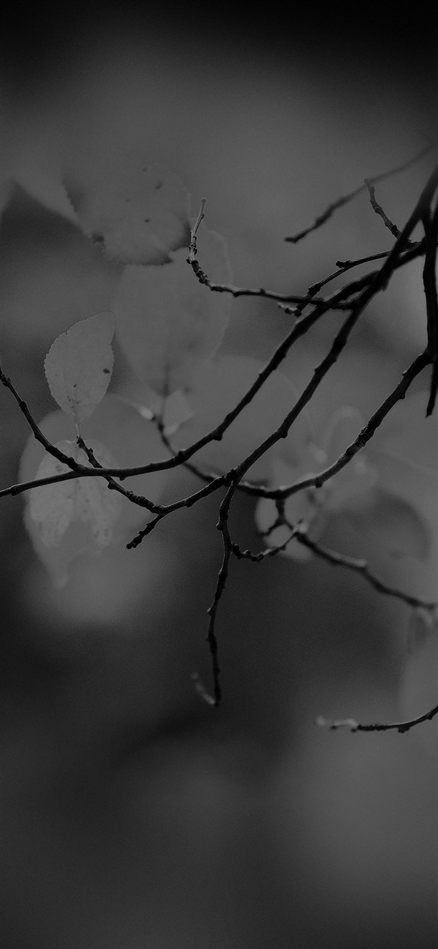 Leaf dark tree sleeping iPhone X wallpaper 